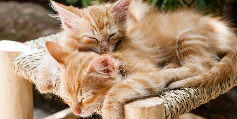 A pair of kittens cuddling on a stool