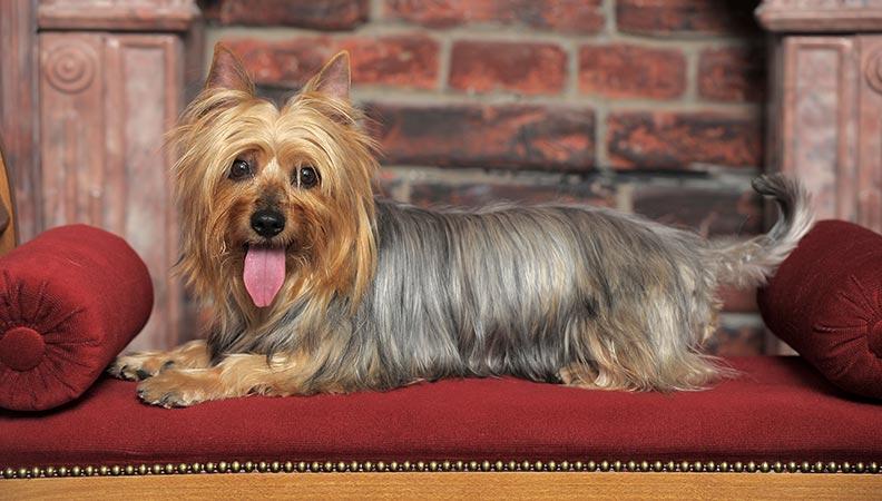 Australian Terrier lying on a chaiz lounge