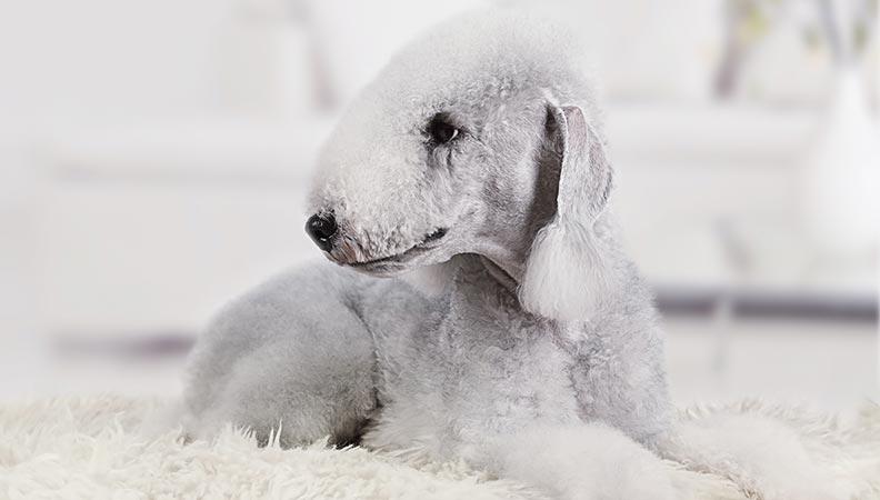 Grey and white Bedlington Terrier lying on a fluffy white carpet