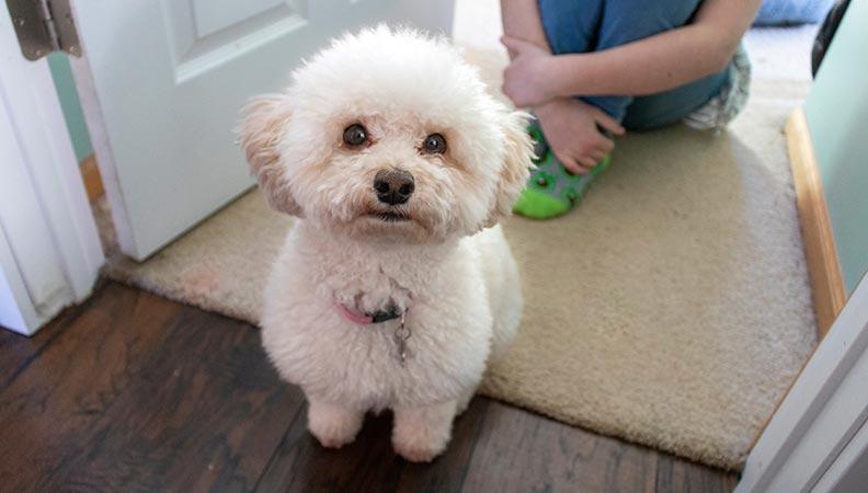 Fluffy Bichon Frise in a park surrounded by apples