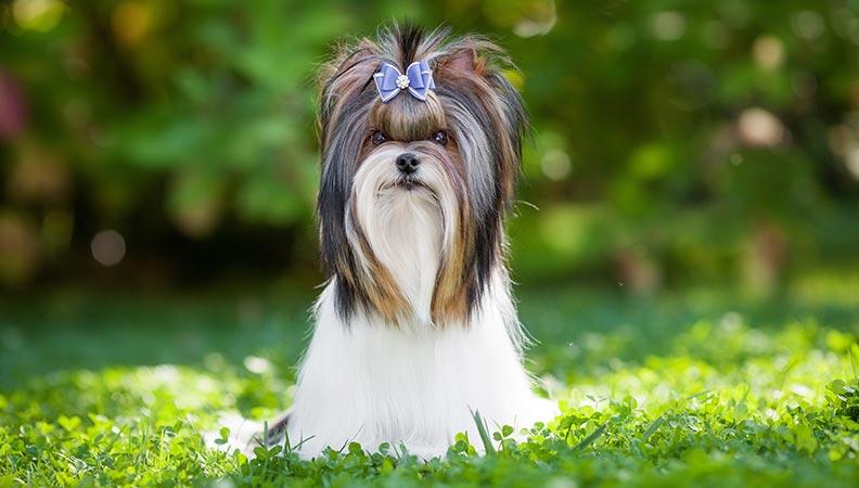Biewer Terrier standing on grass with a purple bow in its hair