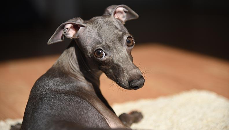Italian Greyhound lying on a cream rug