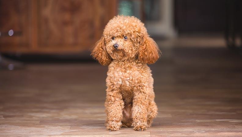 Brown coloured Miniature Poodle standing on a wooden floor