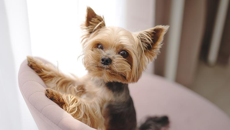 Yorkshire Terrier standing on a cushioned chair