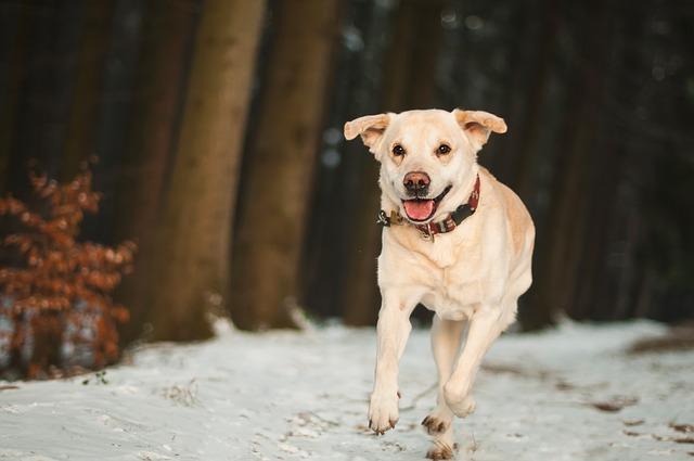 Labrador running on a snowy path 