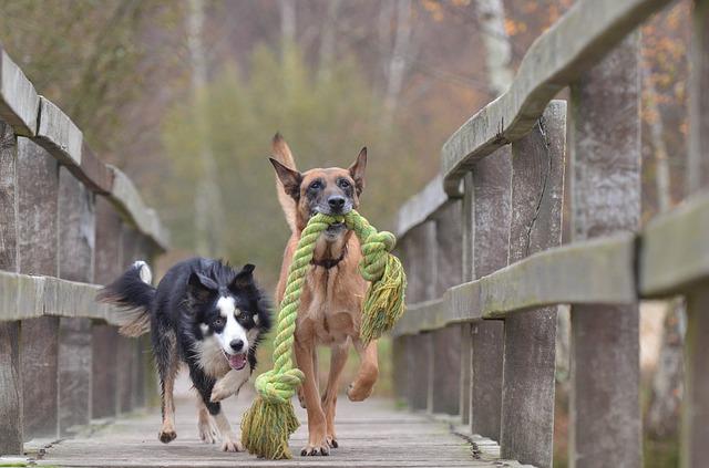 Two Dogs walking with a large rope toy