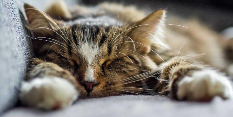 A cute cat comfortably sleeping on a sofa