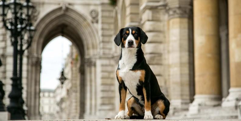 A large dog sat outside a city building 