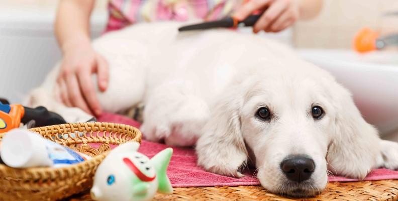 A white dog enjoying  being brushed 