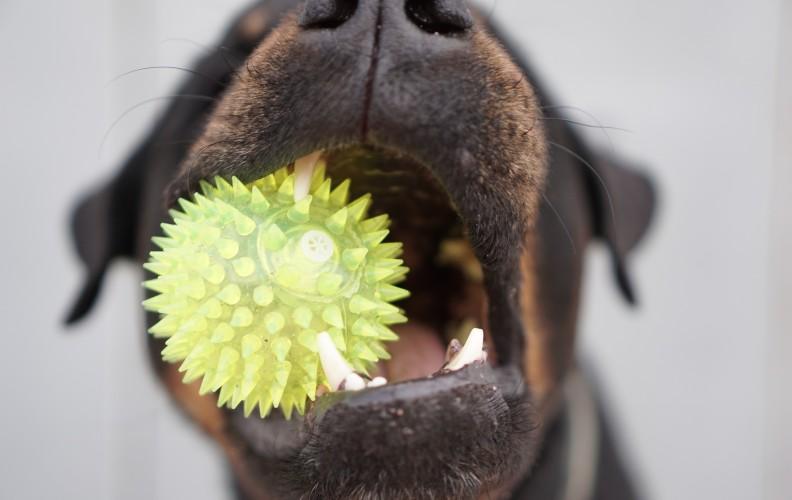 Close up picture of a dog chewing on a toy