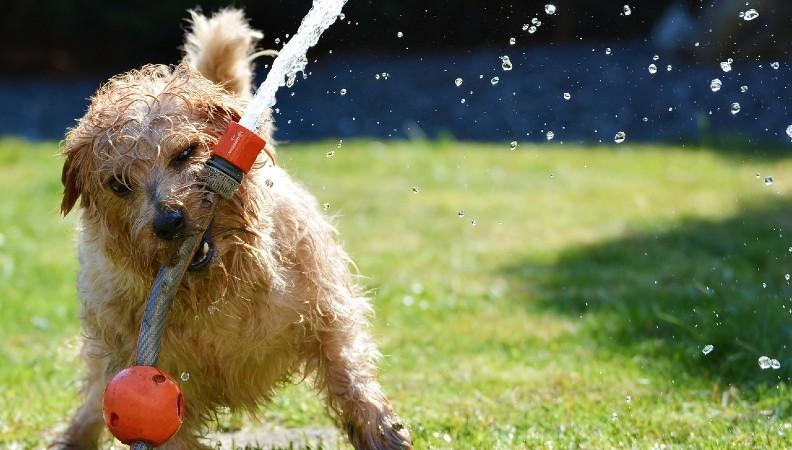 A dog playing with a hose pipe