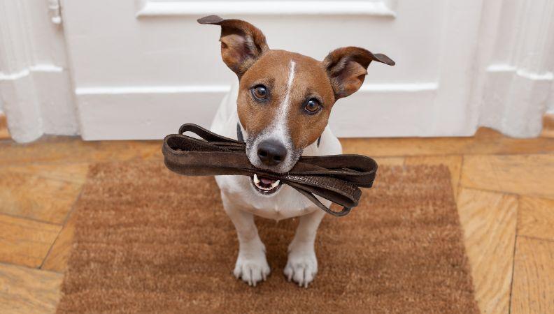 A Jack Russell dog waiting to train to walk on a leash