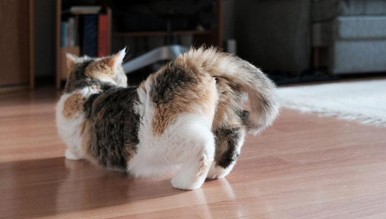 A cat arching its back