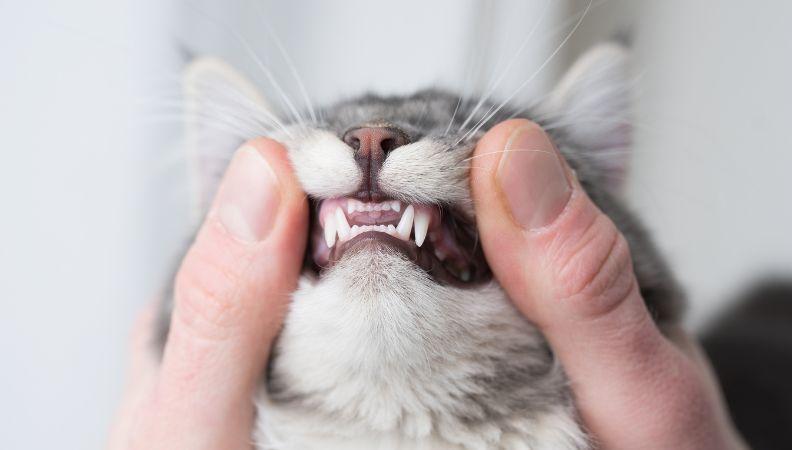 A close up image of an owner checking for unhealthy cat teeth