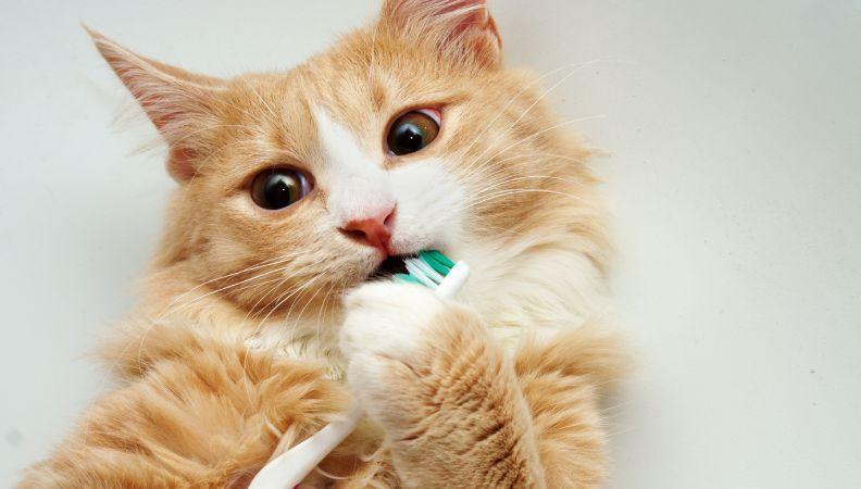 A ginger cat holding a toothbrush in their mouth