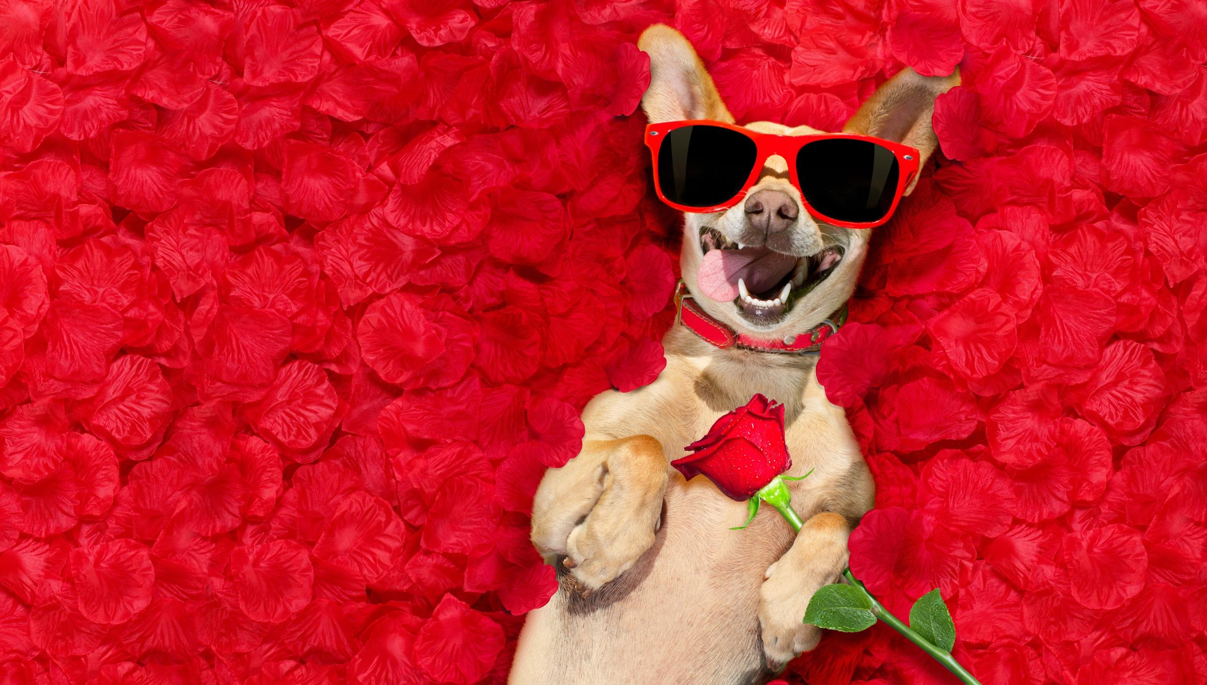 Dog with sunglasses in roses.