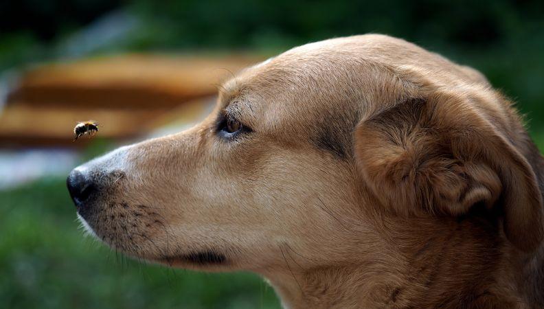 A dog staring down a bee