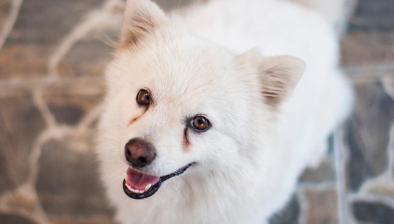 White dog with brown tear stains from weepy eyes