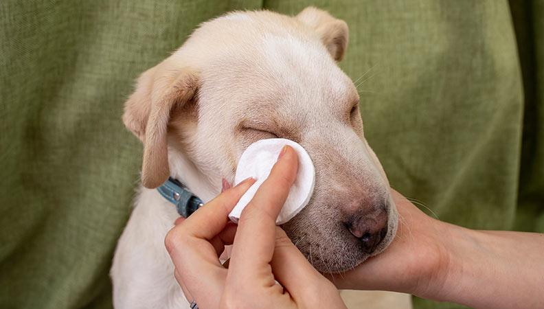 Weepy eyes in dogs