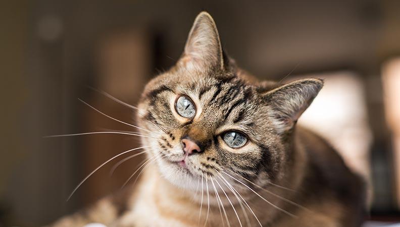 Striped cat staring at the camera with big blue eyes