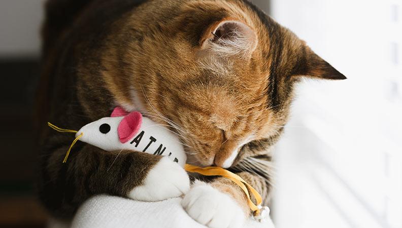 Cat playing with a catnip toy