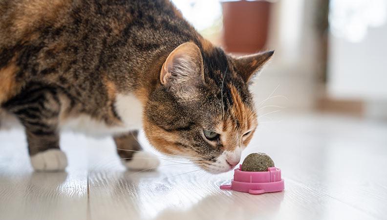 Cat looking and sniffing at a catnip ball