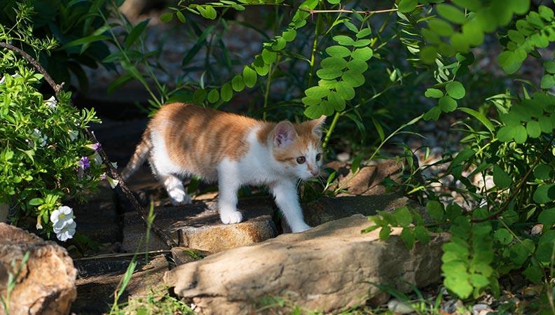 Ginger and white cat walking on some stones in the garden