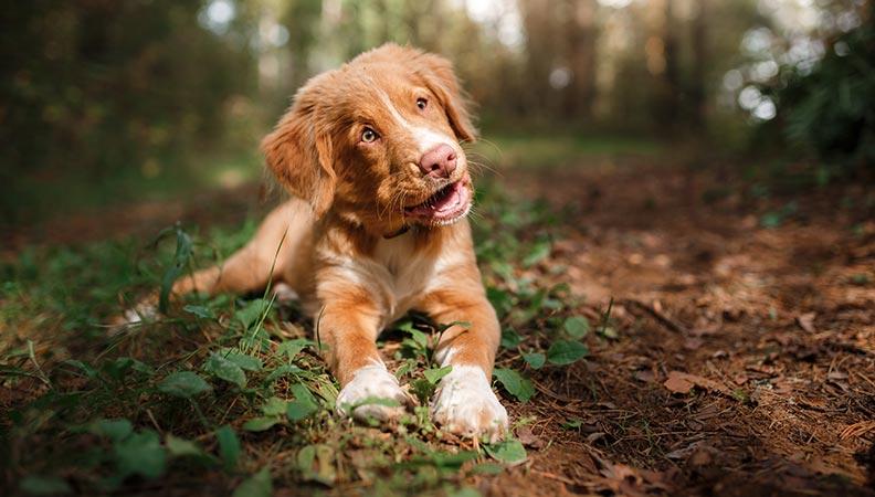 Brown dog lying down on a forested path
