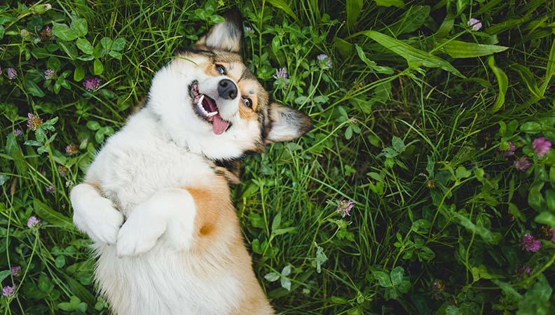 When can puppies go outside and play in the grass?