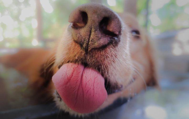 Close up of a dogs nose and tongue