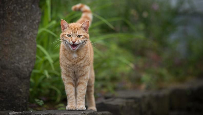 Ginger cat meowing