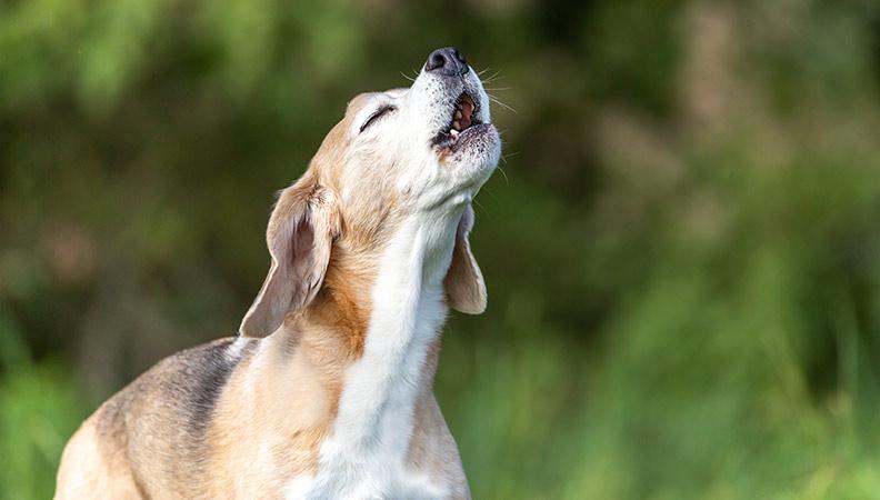 A beagle dog howling outside