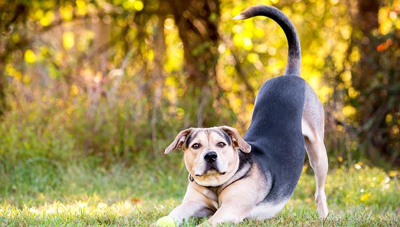 Dog playing outside and stretching with their tail in the air