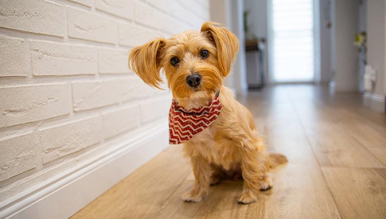 Dog staring in the hallway at home