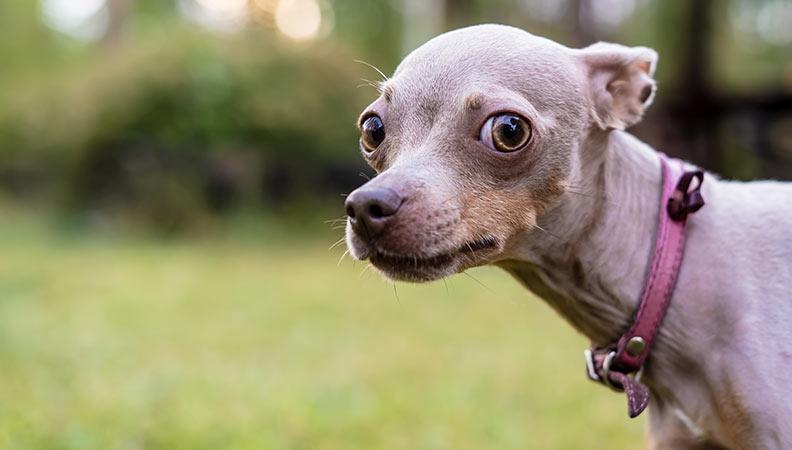 Small dog outside staring down the camera