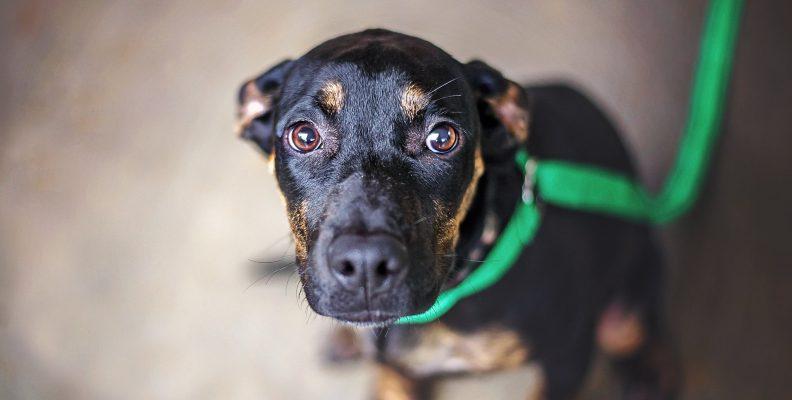 A sad dog looking sitting on the floor