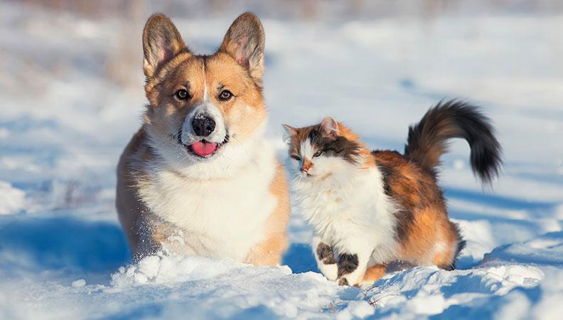 Corgi and long-haired cat in the snow