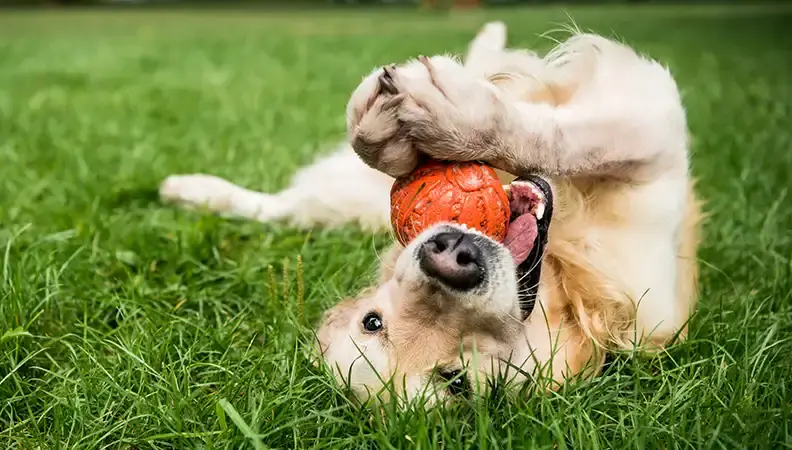 Dog playing with a ball