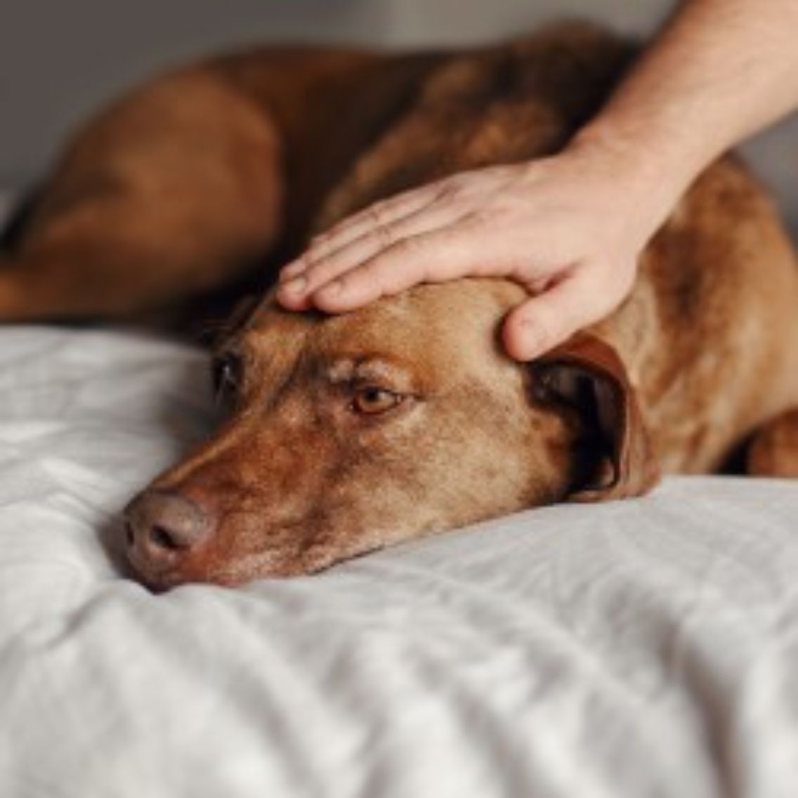 dog food shipping companies