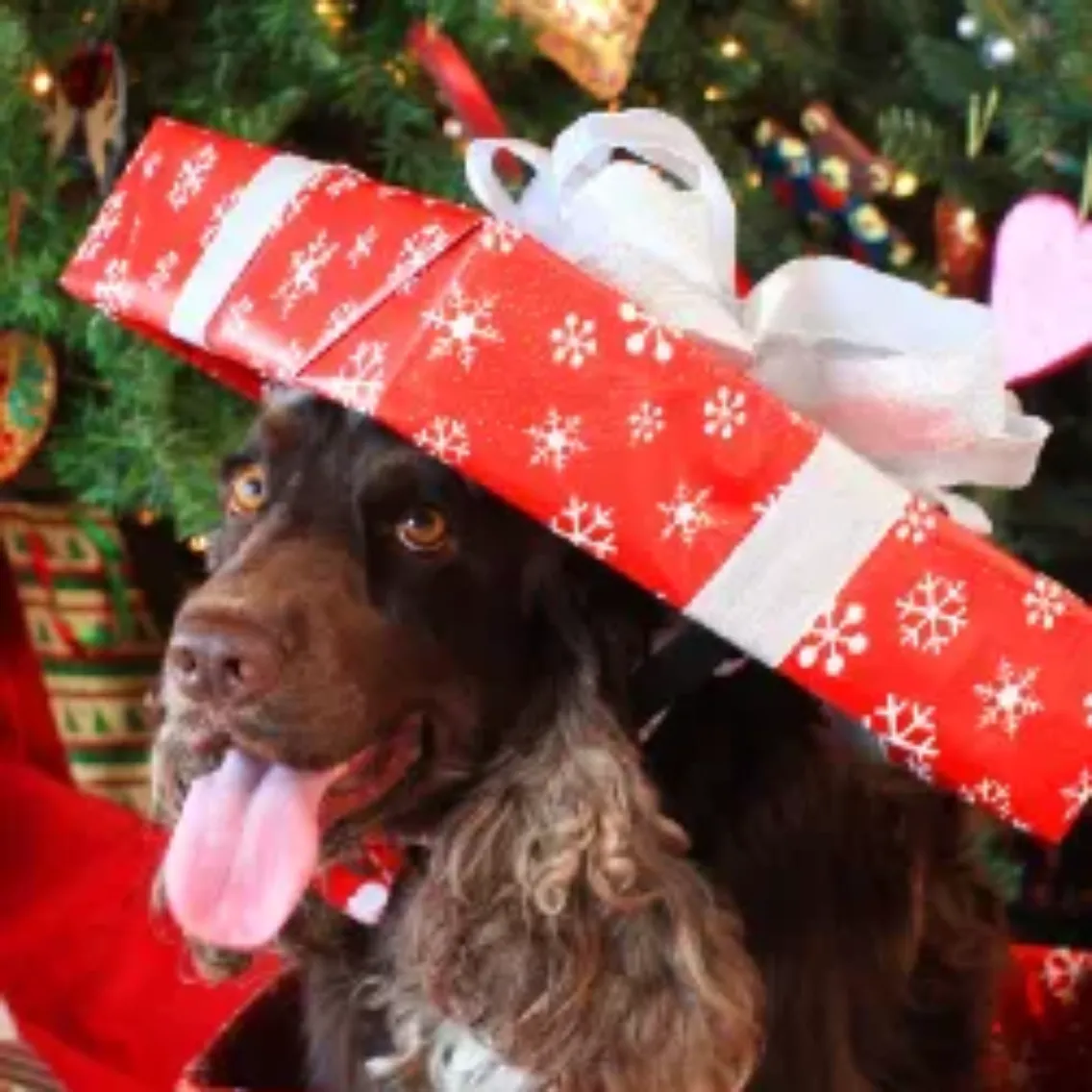 For Large Dogs The Best Christmas Presents For Dogs (Review) In