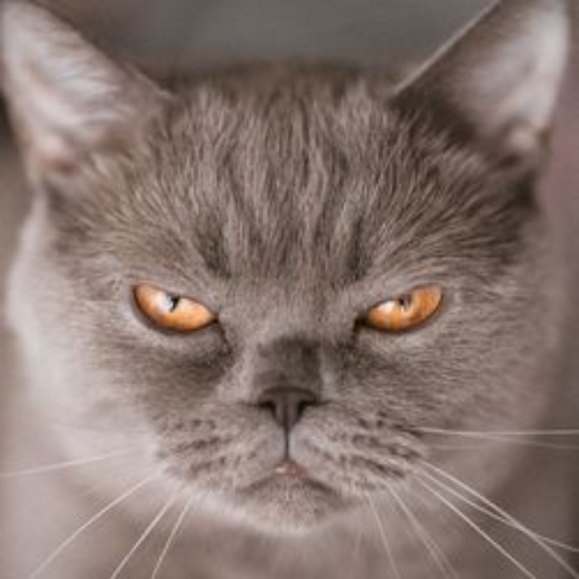 pet-insurance-cover-and-quotes-everypaw