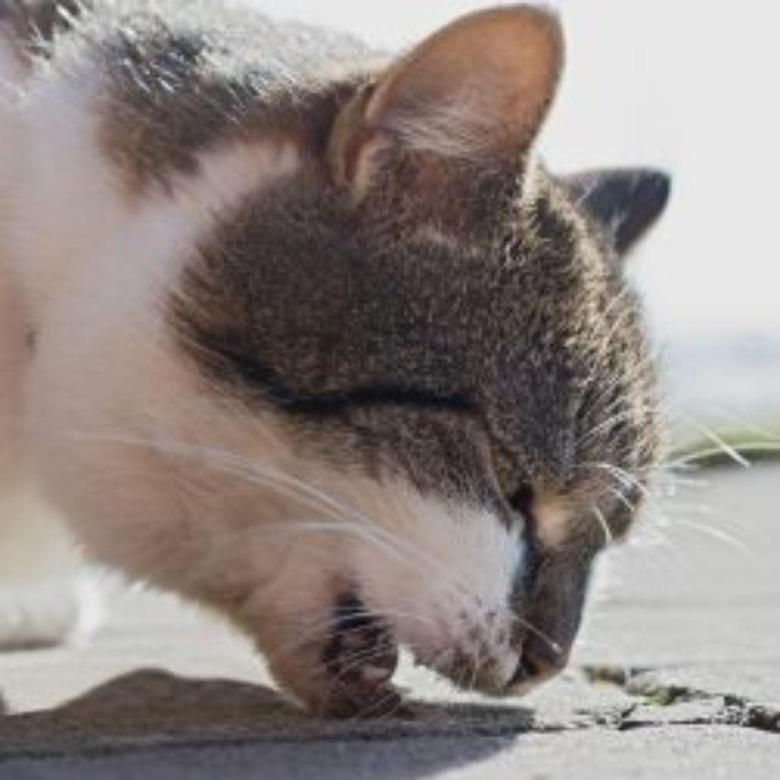 Pet Insurance Cover and Quotes | Everypaw