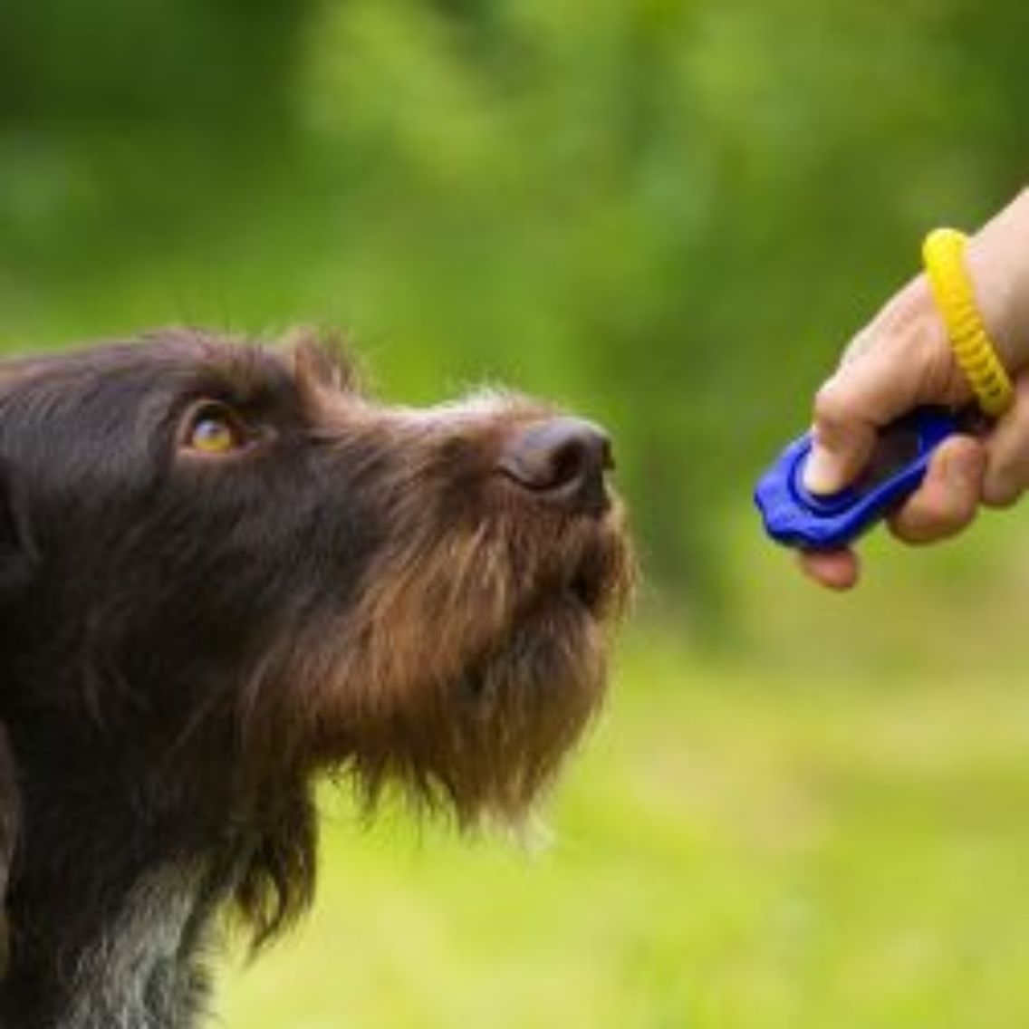 pet-insurance-cover-and-quotes-everypaw