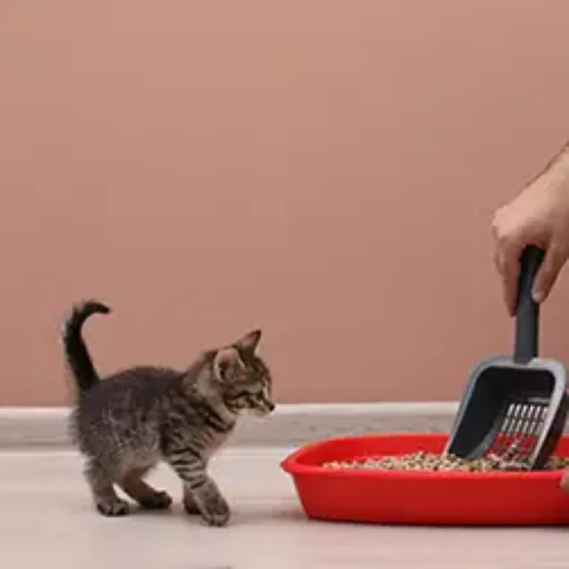 Pet Insurance Cover and Quotes Everypaw