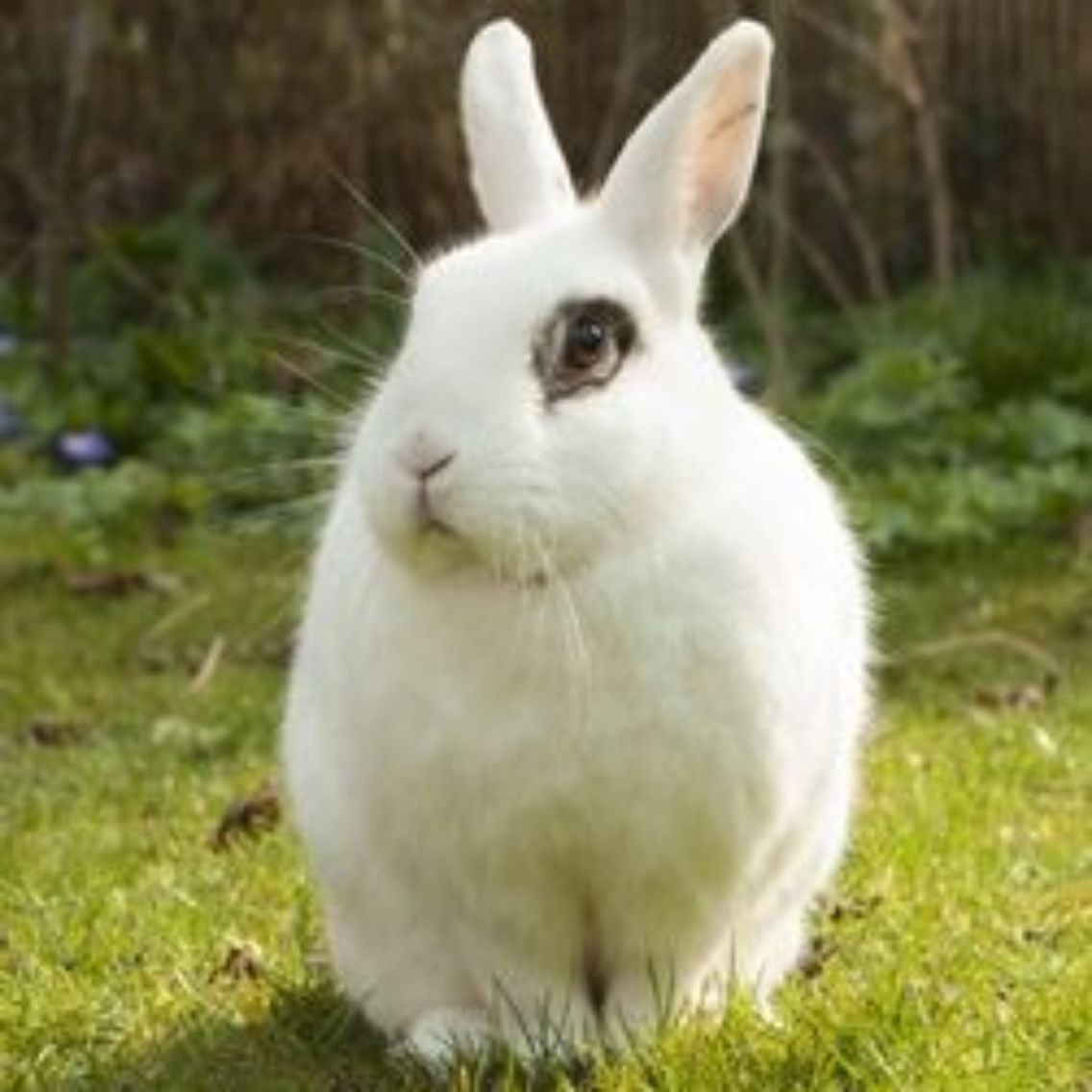 Are Bunny Rabbits Dangerous