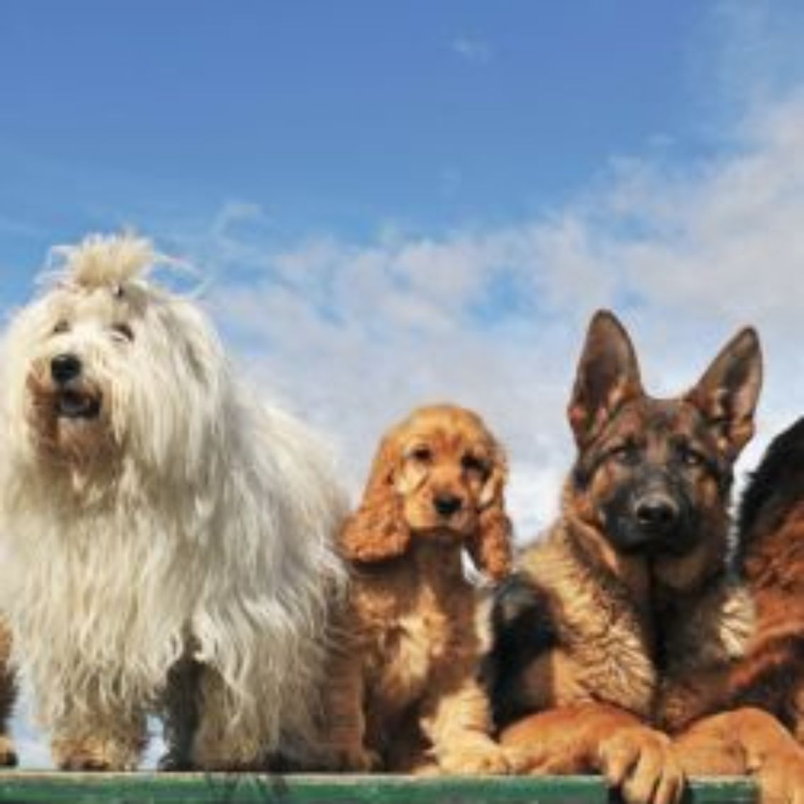 Pet Insurance Cover and Quotes | Everypaw