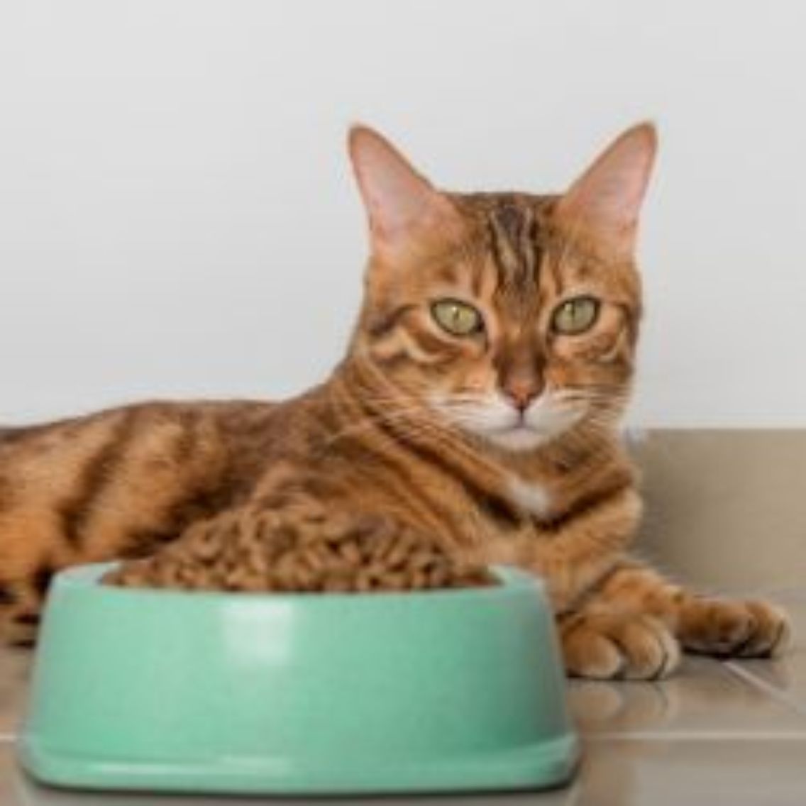 gabapentin cat not eating
