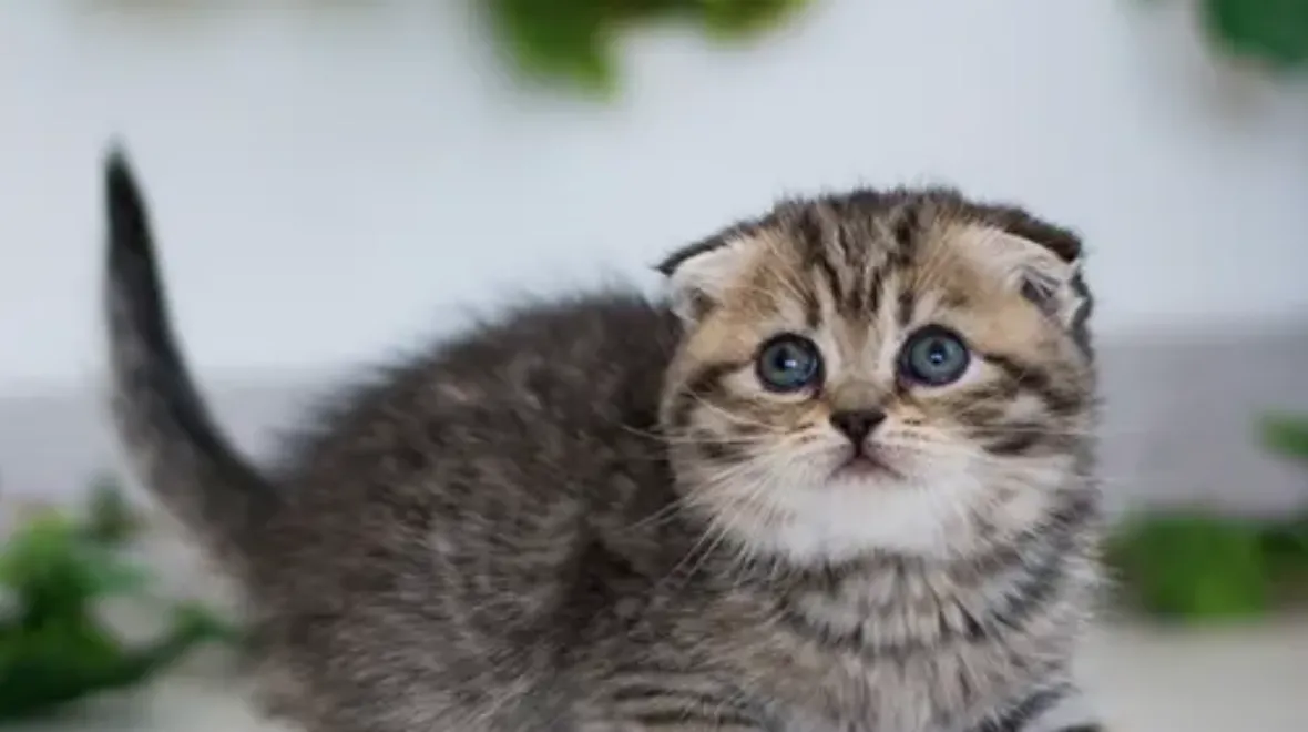 Pet Insurance Cover and Quotes Everypaw