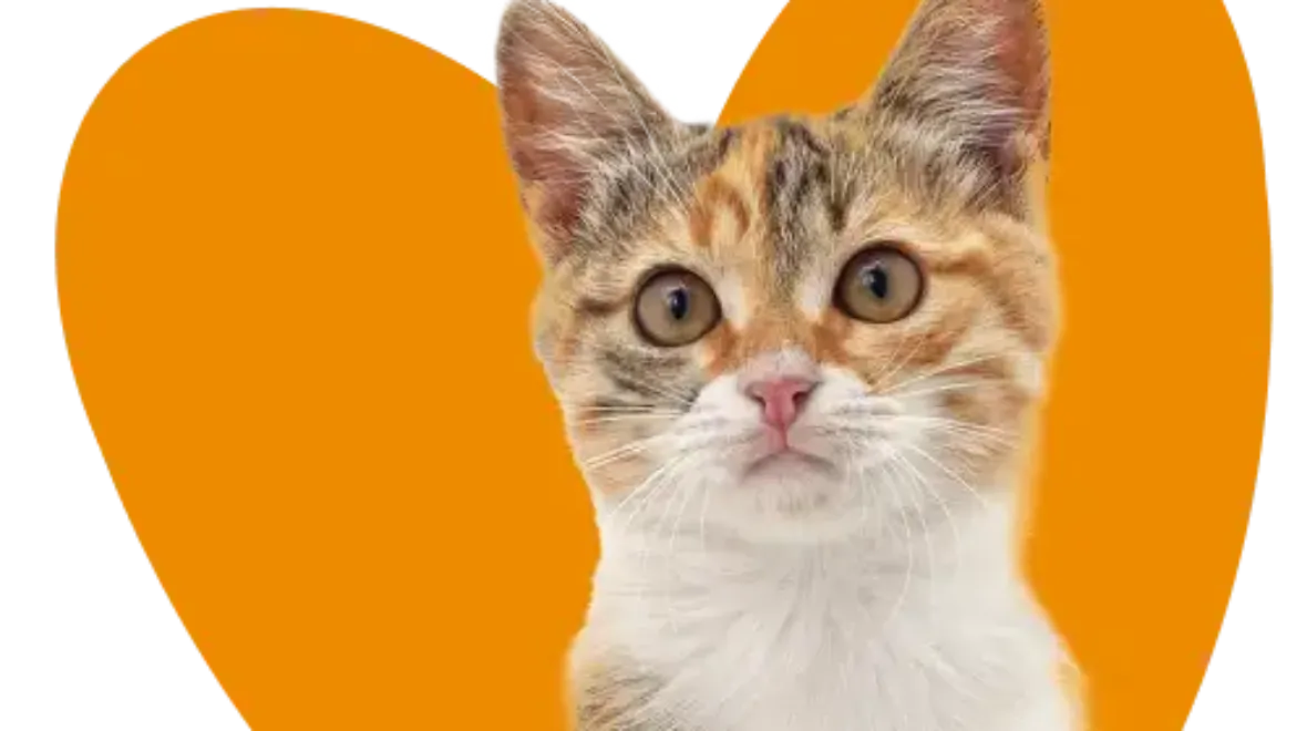 Pet Insurance Cover and Quotes Everypaw