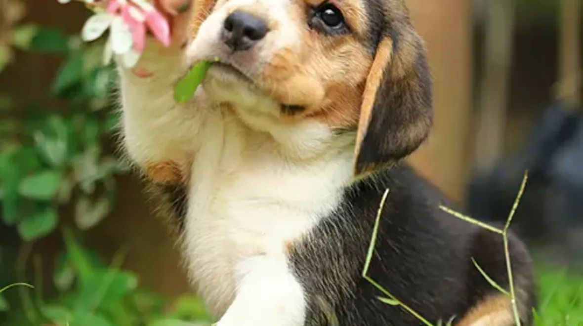 Pet Insurance Cover and Quotes | Everypaw